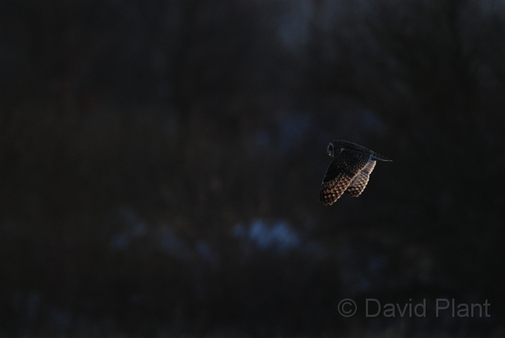 Short-eared owl - B.JPG - Short-eared owl - Gloucestershire